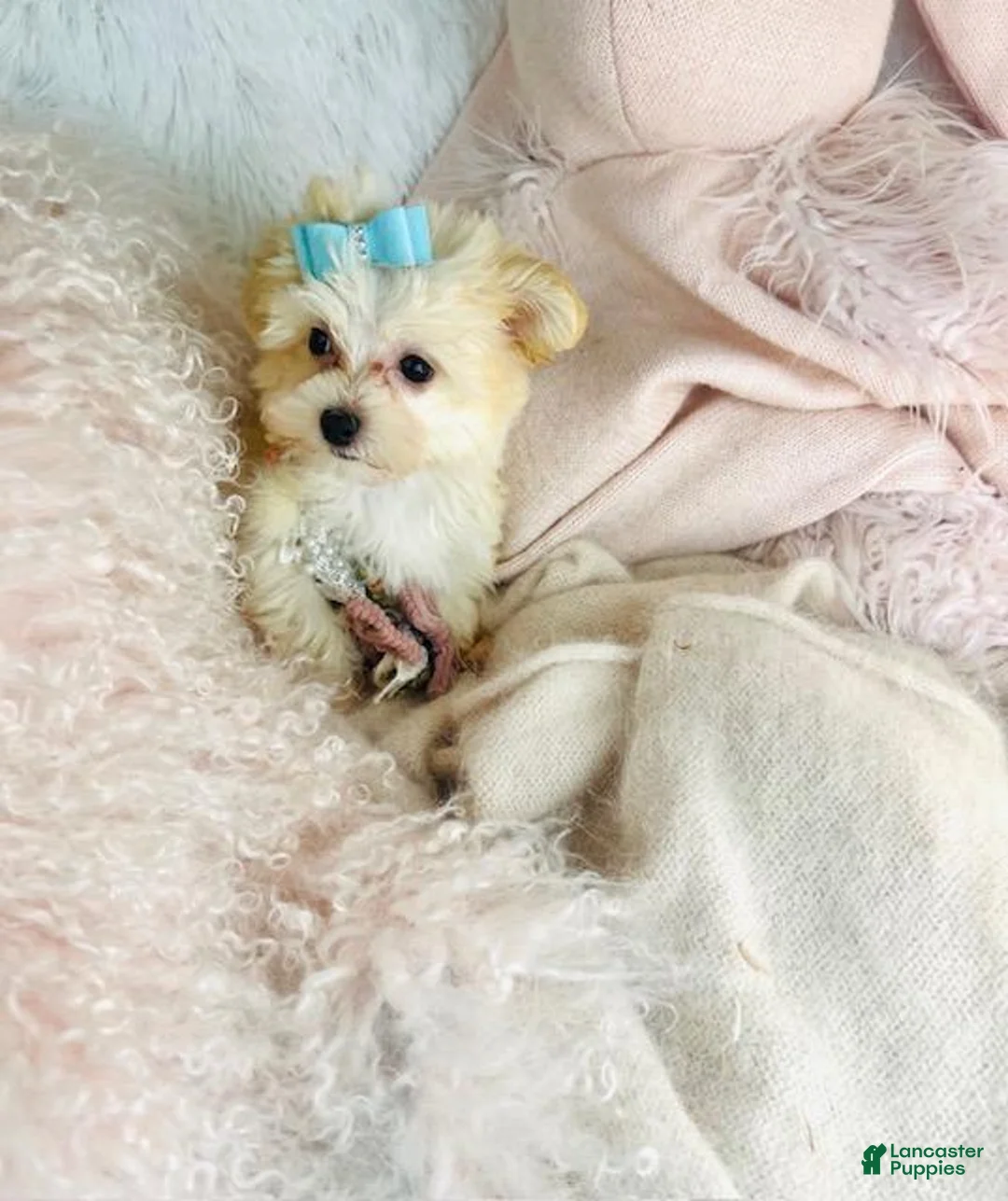 Maltipoo dogs for sale: Maltipoo Puppy 1 - Ad 1