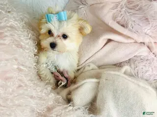 Maltipoo dogs Maltipoo Puppy 1 - Ad 24