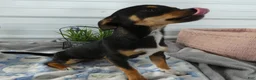 Chihuahua dogs for sale: Chihuahua 2 Chelsea - Ad 3