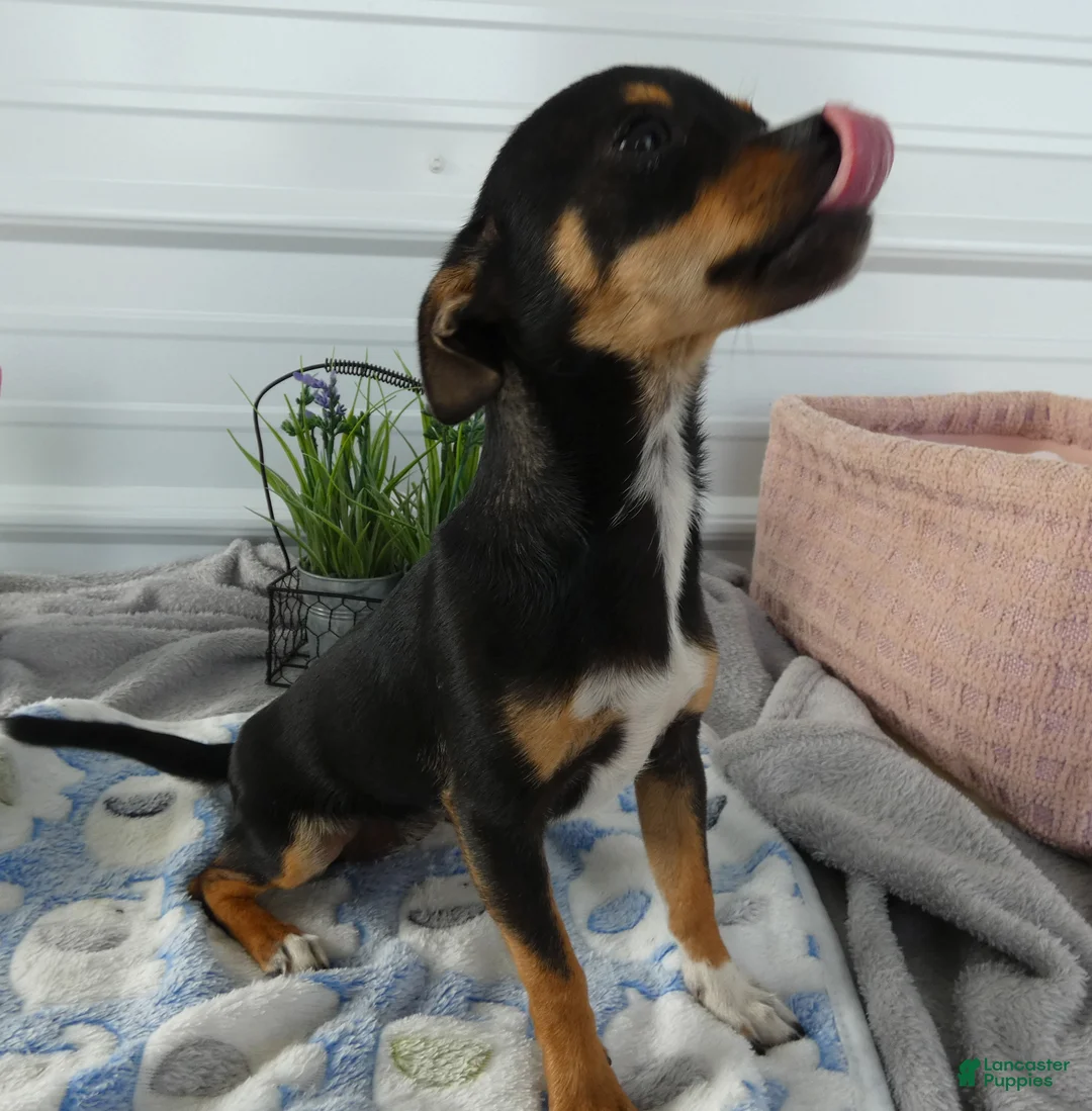 Chihuahua dogs for sale: Chihuahua 2 Chelsea - Ad 3