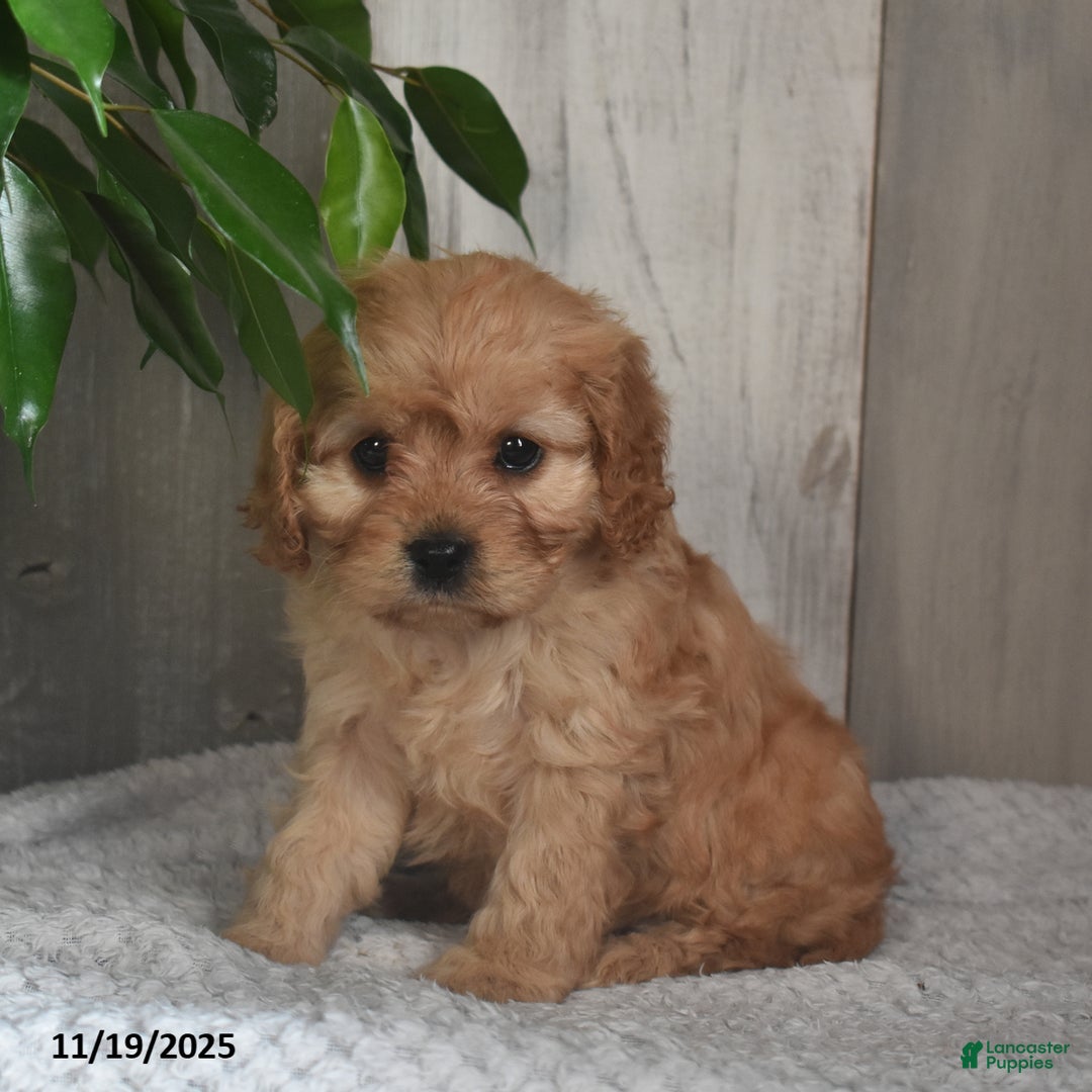 Cavapoo dogs for sale: Josey - Ad 6