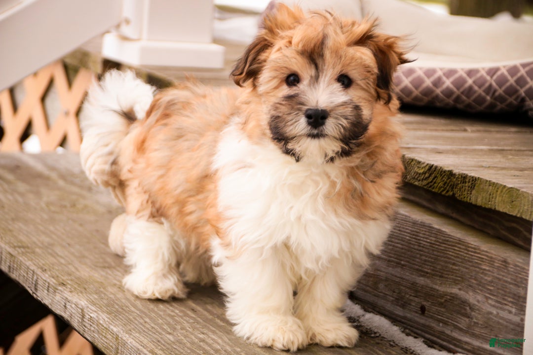 Havanese dogs for sale: Bella Rose - Ad 2