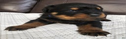 Rottweiler dogs for sale: Rottweiler Puppy 2 Blue Male - Ad 5