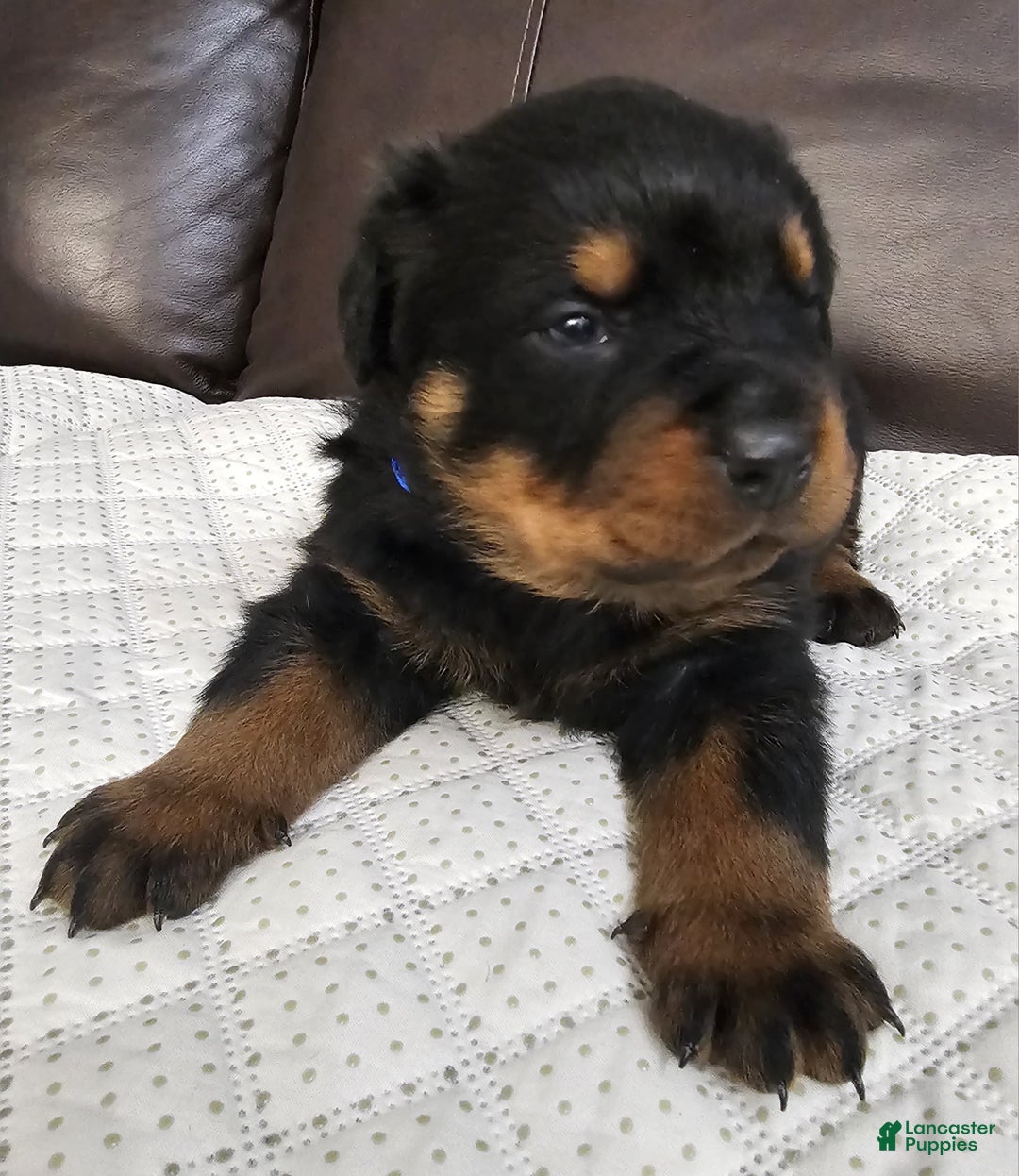 Rottweiler dogs for sale: Rottweiler Puppy 2 Blue Male - Ad 5