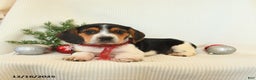 Beagle dogs for sale: Shadow - Ad 3