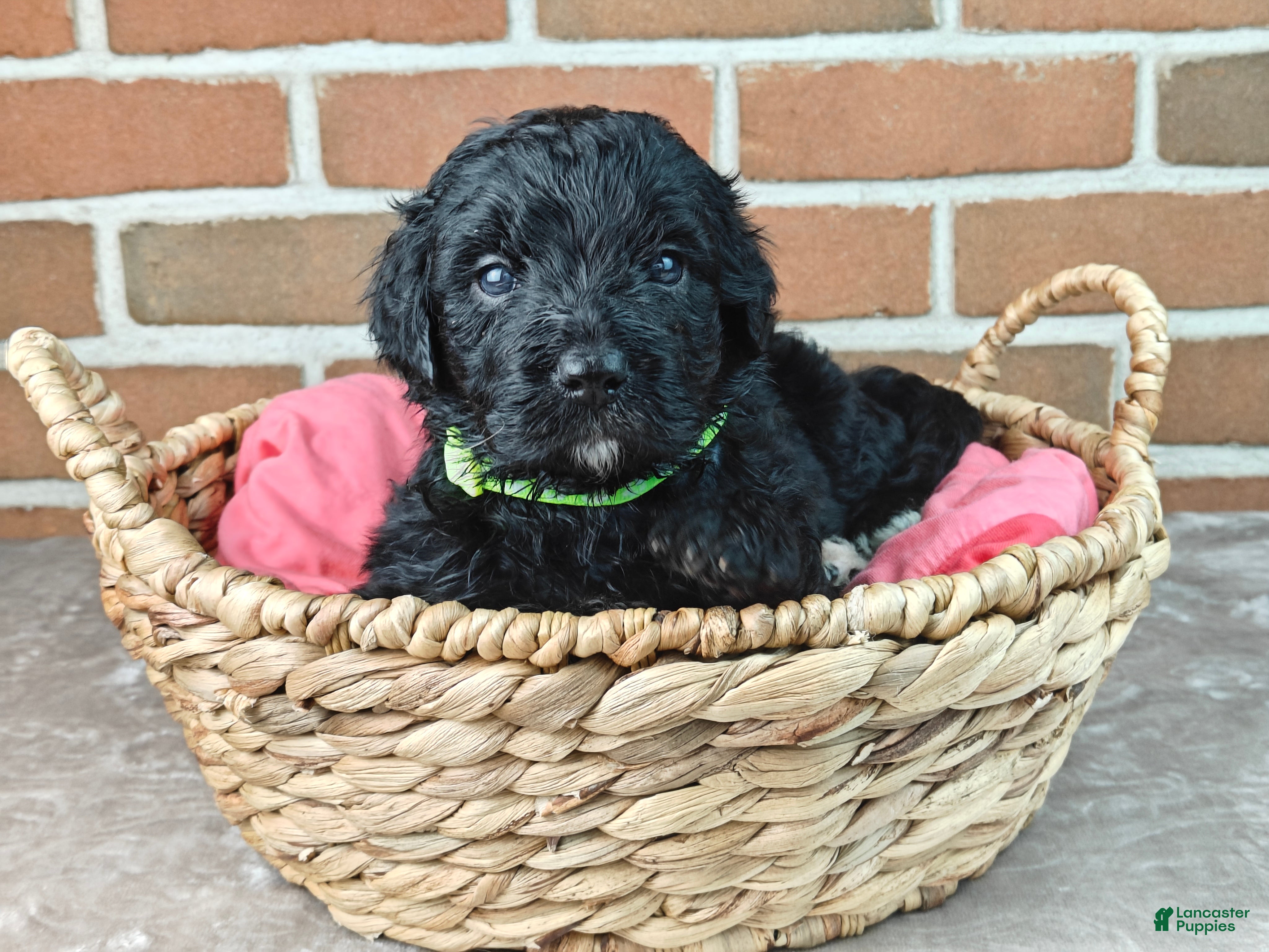 Bernedoodle dogs Espresso  - Ad 1