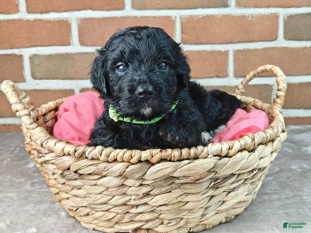 Bernedoodle dogs for sale: Espresso  - Ad 1