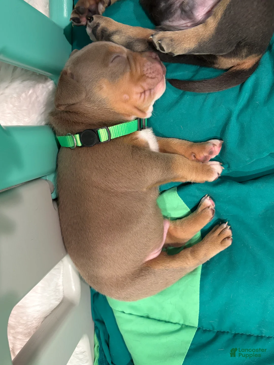 American Bulldog dogs for sale:  Puppy 2 Green  - Ad 2