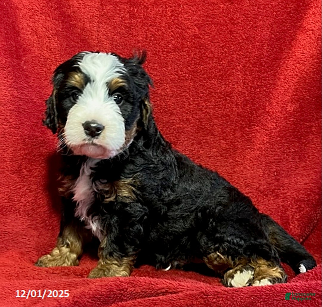Mini Bernedoodle dogs for sale: Max - Ad 3