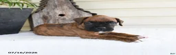 Boxer dogs for sale: Scooby - Ad 3