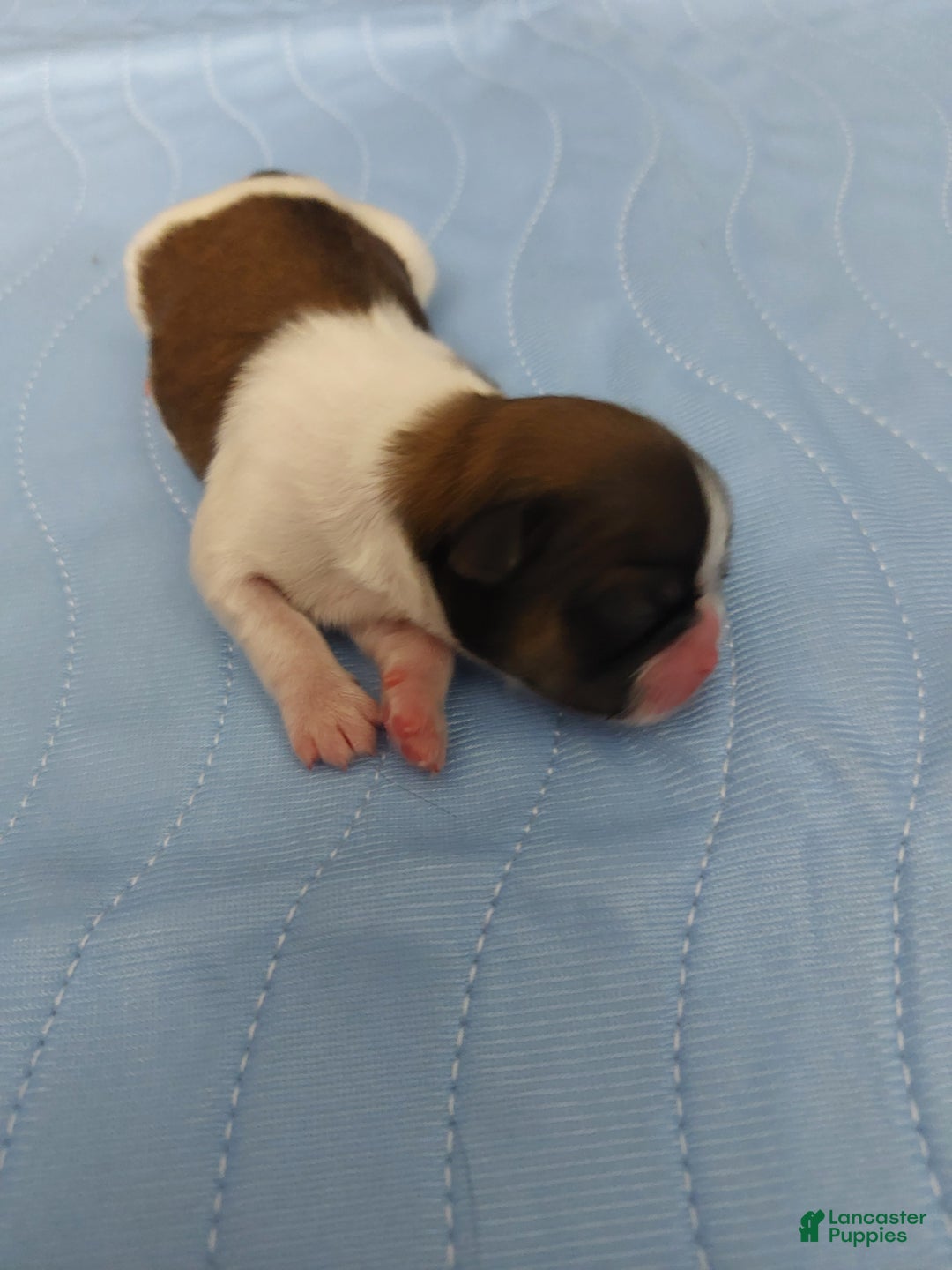 Shih Tzu dogs for sale: Jax - Ad 1