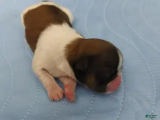 Shih Tzu dogs Jax - Ad 1