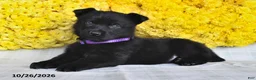 German Shepherd dogs for sale: Oakley - Ad 4