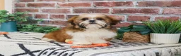 Shih Tzu dogs for sale: Tramp  - Ad 2