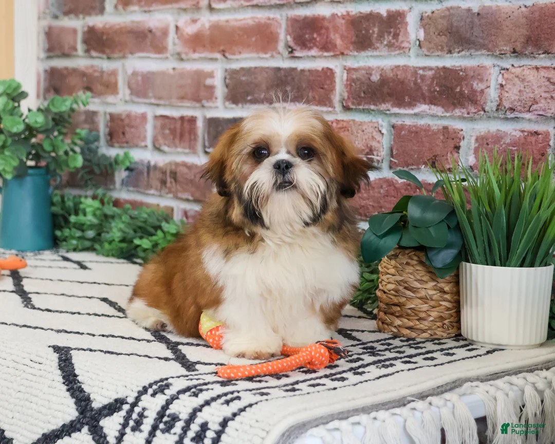 Shih Tzu dogs for sale: Tramp  - Ad 2