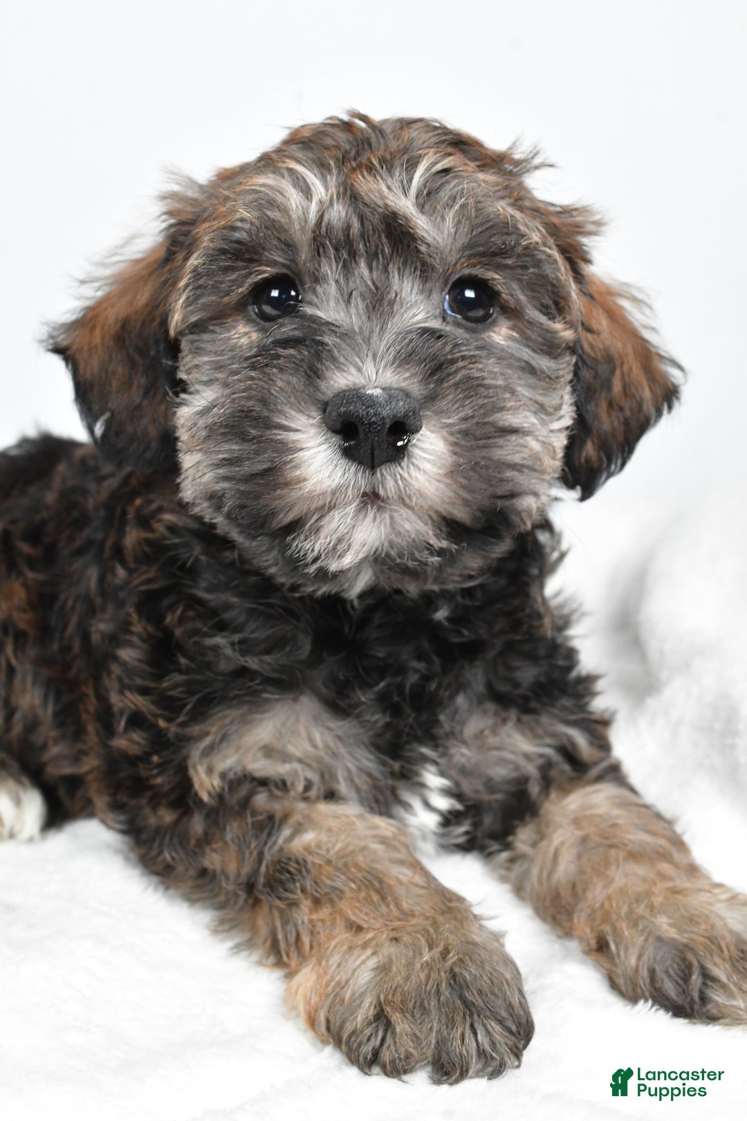 Mixed Breed dogs for sale: Chester - Ad 3