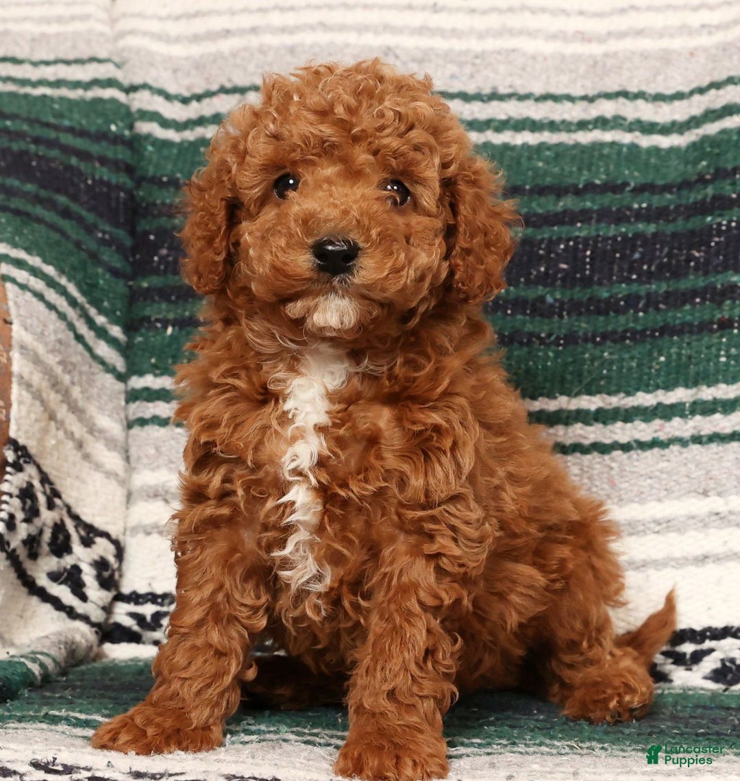 Mini Goldendoodle dogs for sale: Jay - Ad 2