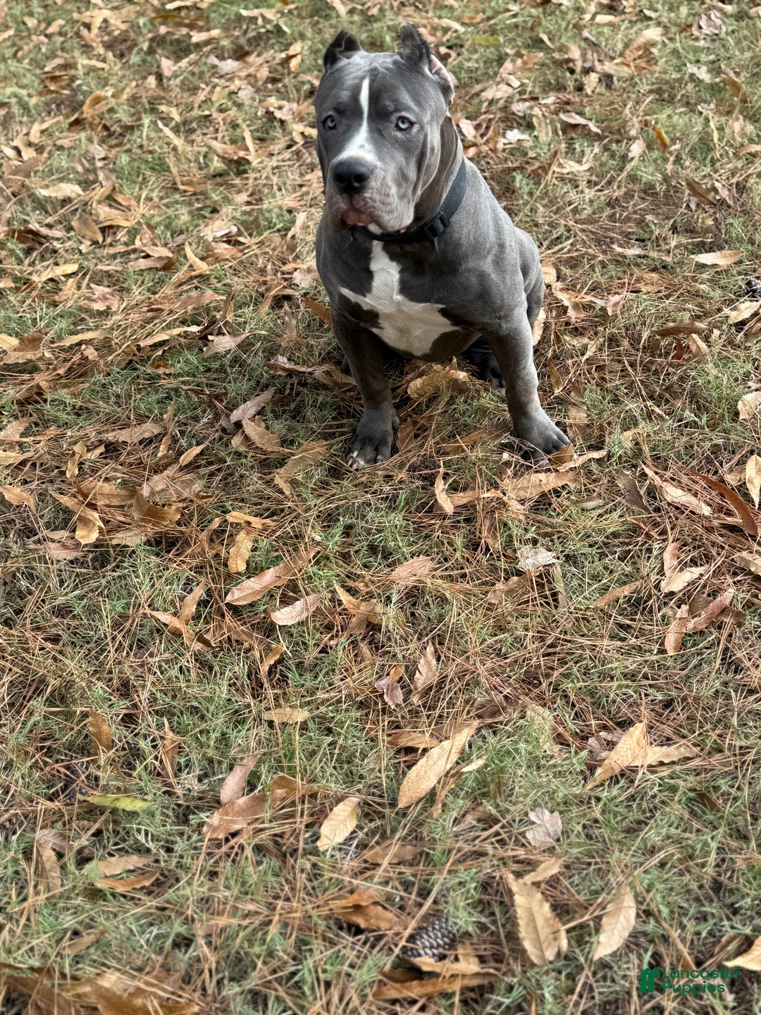 American Bully dogs for sale: Ivy - Ad 5