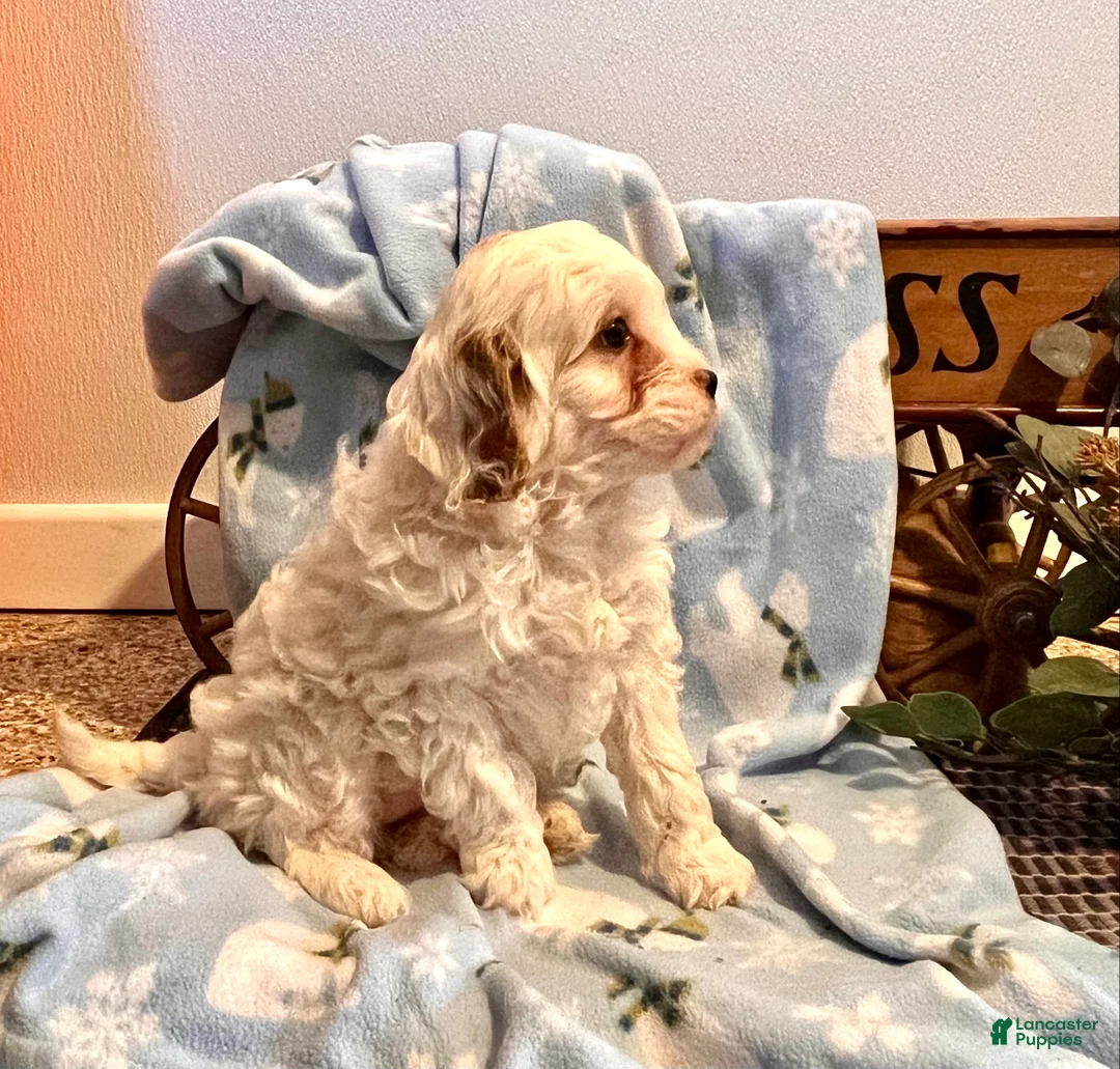 Cavapoo dogs for sale: Tiny Cherub🐾❤️Call 717-475-6780 - Ad 2