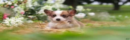 Welsh Corgi Pembroke dogs for sale: Myla - Ad 7