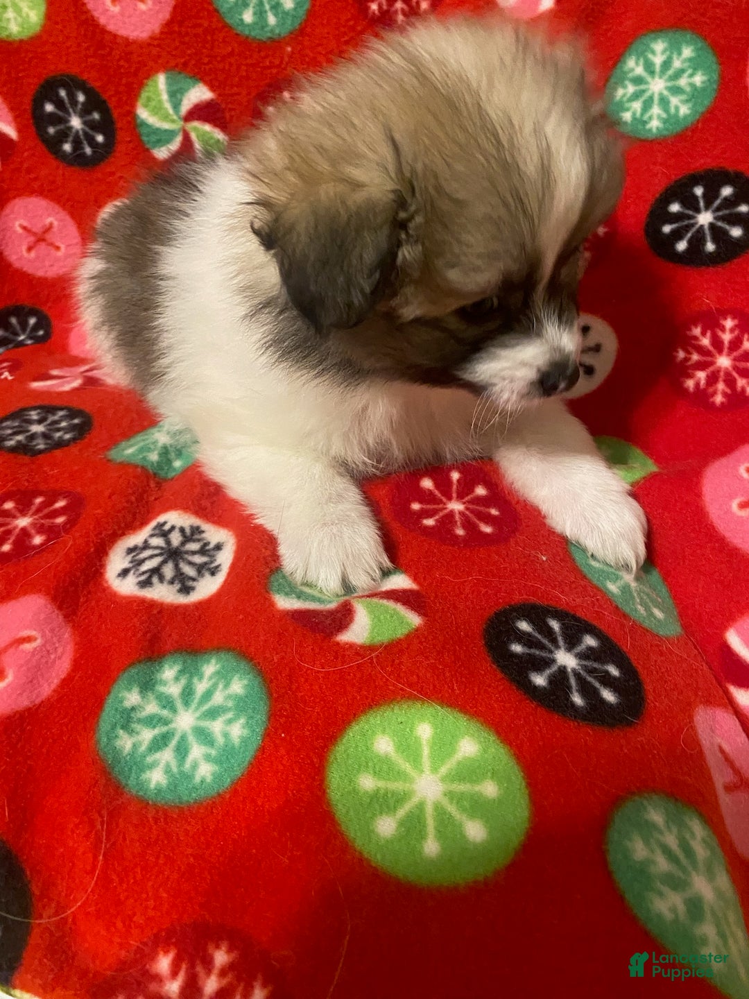 Pomeranian dogs for sale: Pomeranian Puppy Spunky - Ad 1