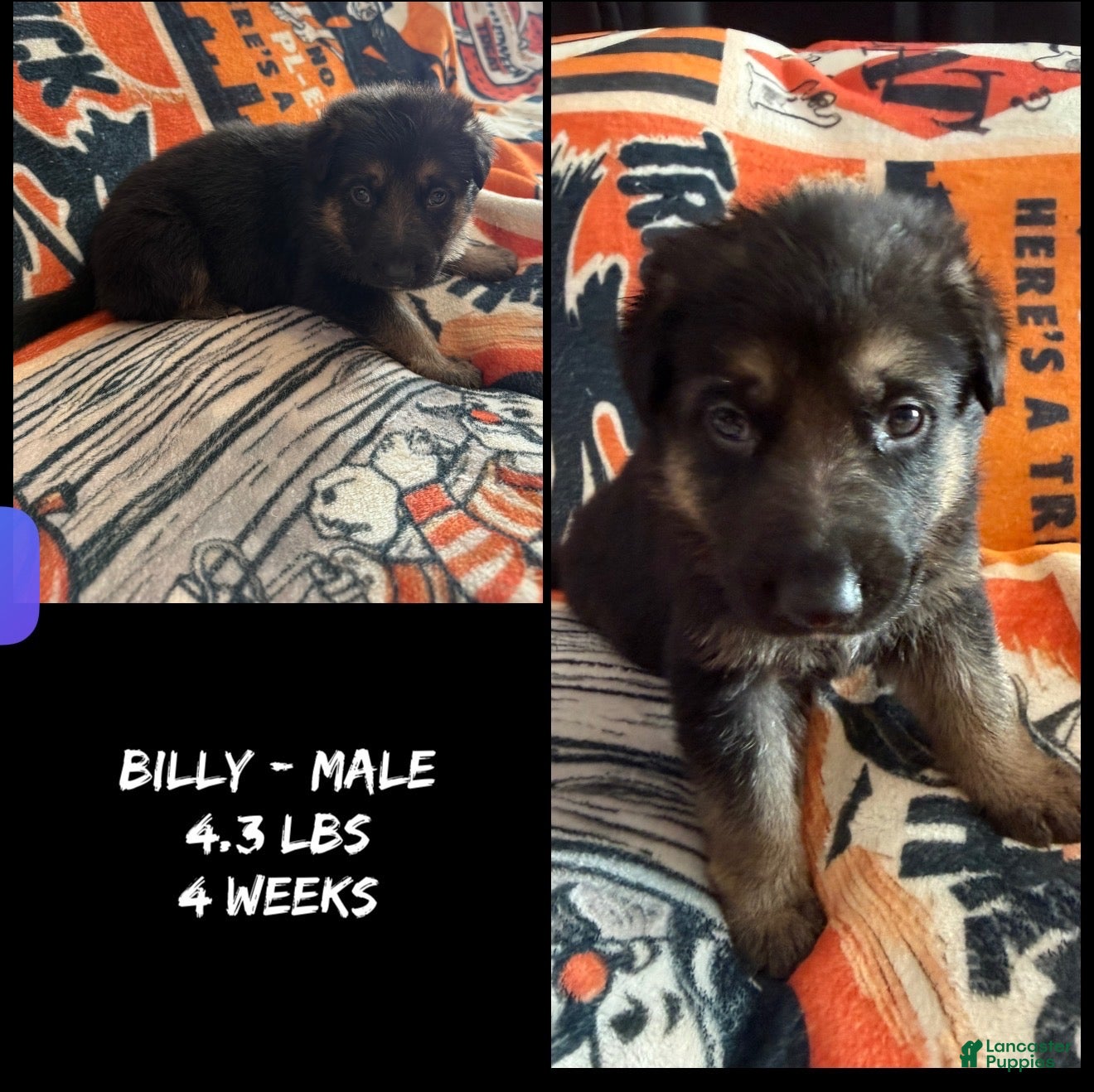 German Shepherd dogs German Shepherd 1 - Ad 2