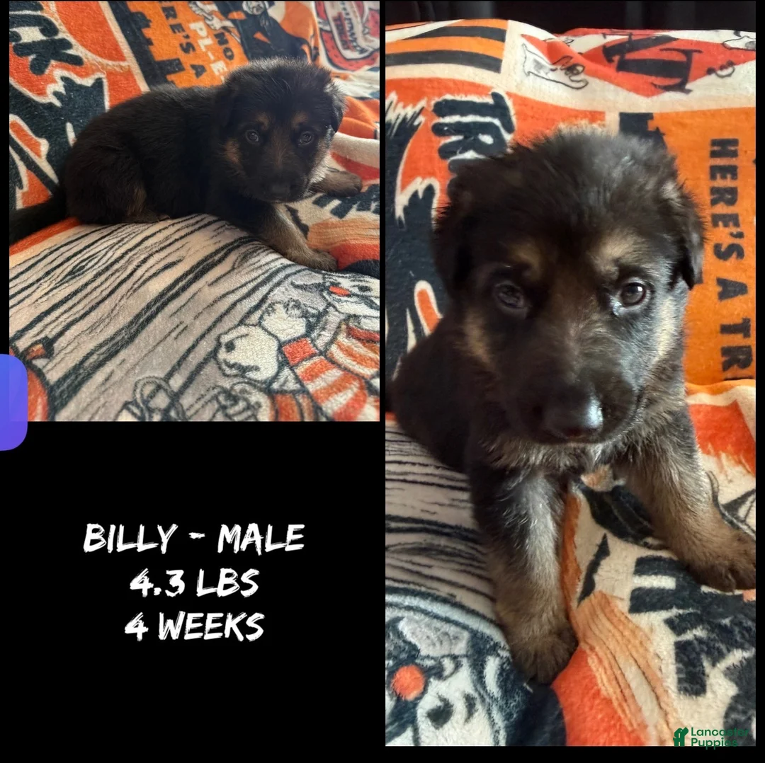 German Shepherd dogs for sale: German Shepherd 1 - Ad 2