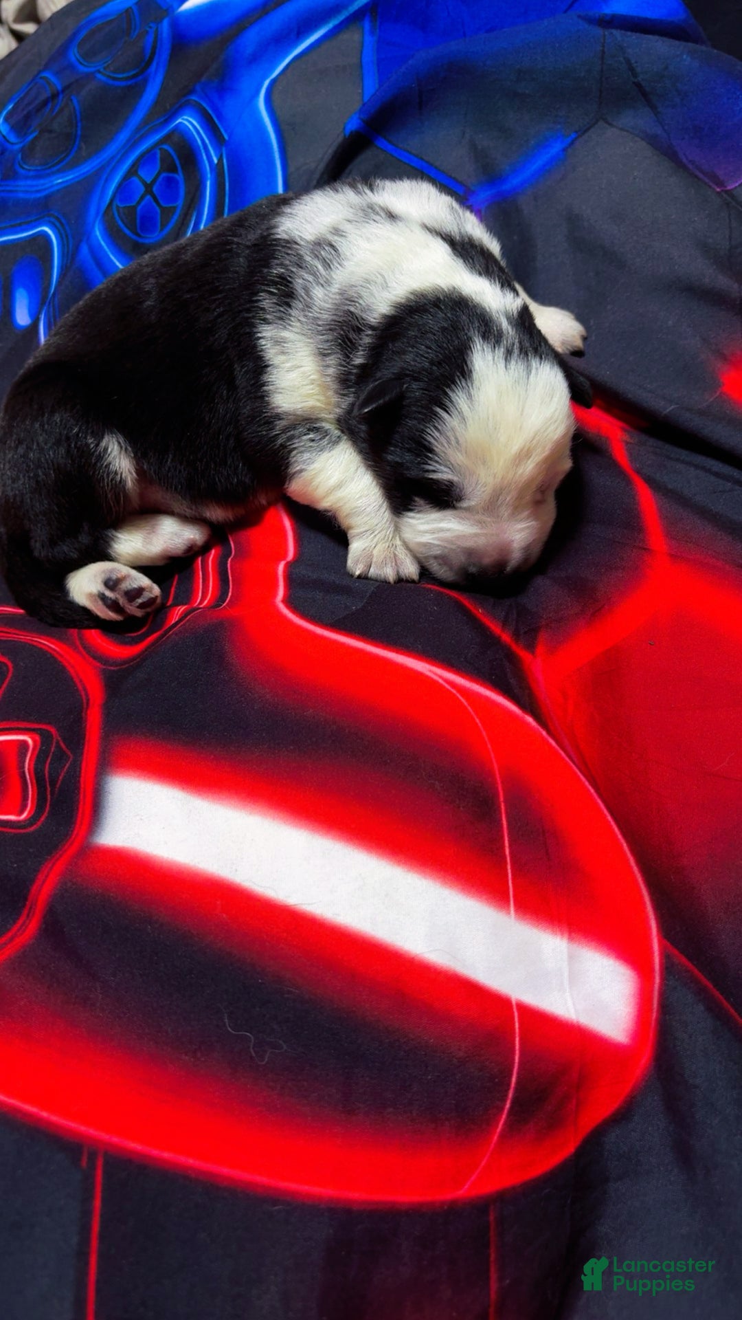 German Shepherd dogs for sale: German Shepherd Puppy 2 - Ad 2