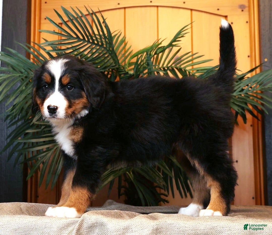 Bernese Mountain Dog dogs for sale: Jenny - Ad 5
