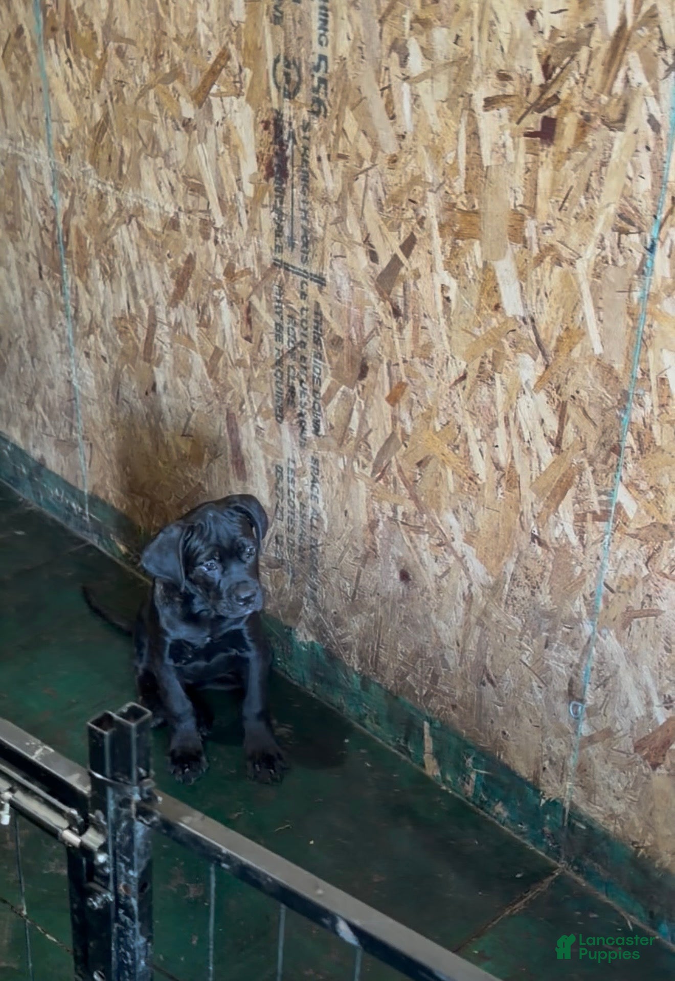 Cane Corso dogs Corso(Yellow collar) - Ad 2
