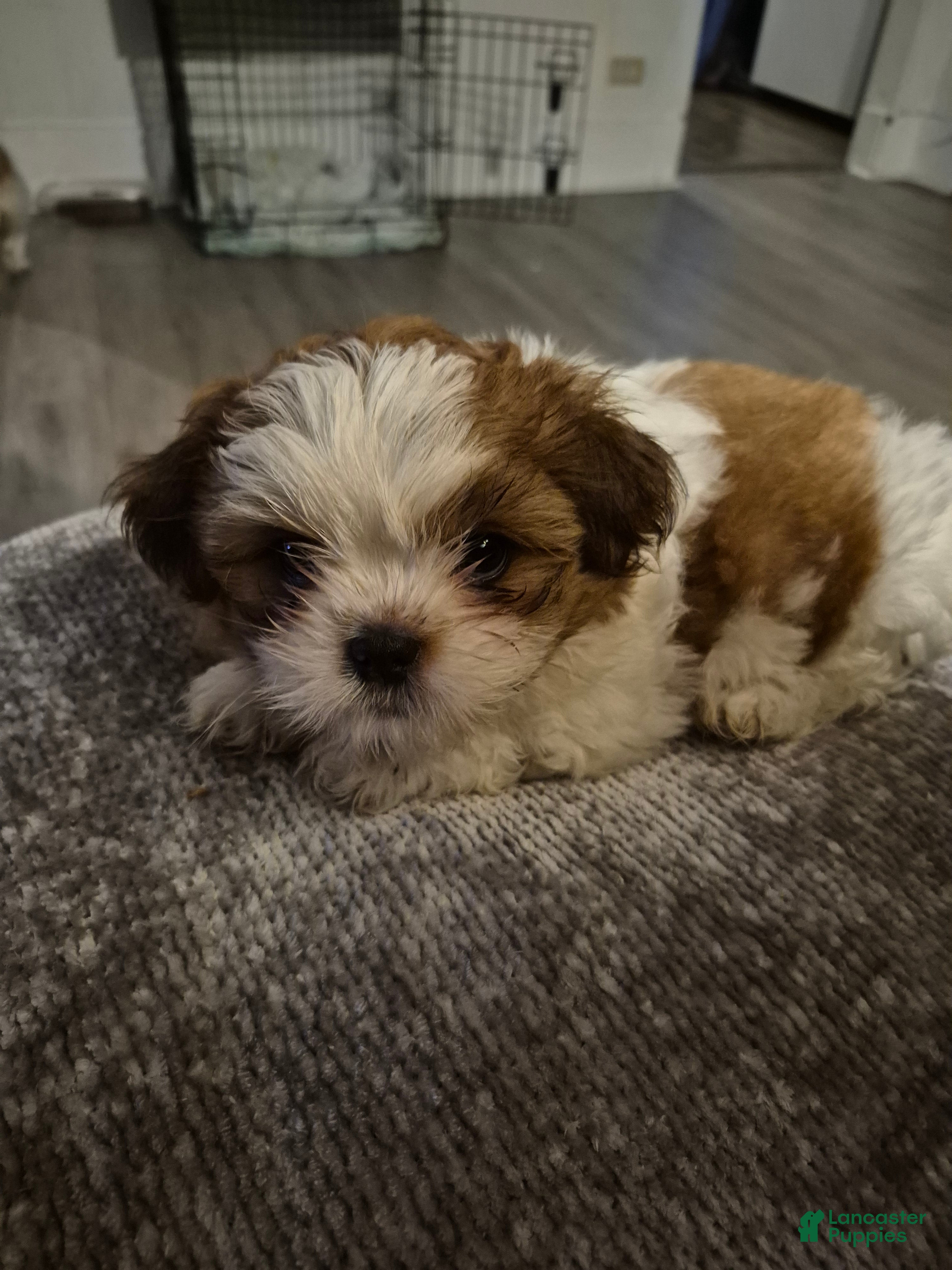 Shih Tzu dogs Shih Tzu Puppy 1 - Ad 42