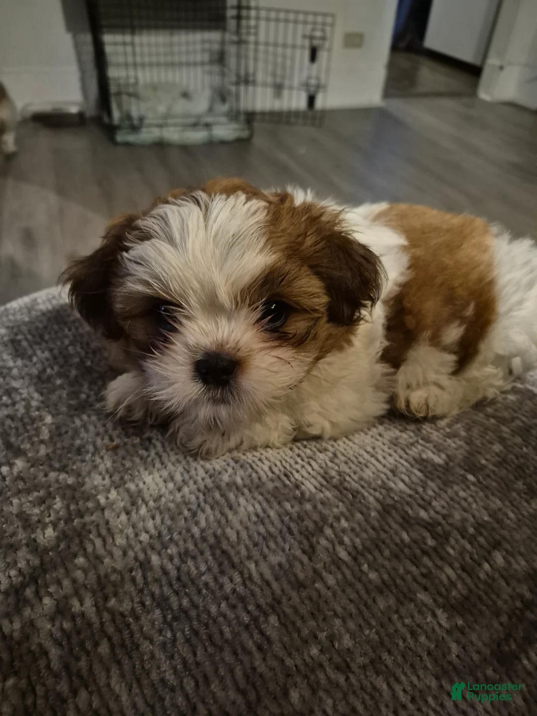 Shih Tzu dogs for sale: Shih Tzu Puppy 1 - Ad 1