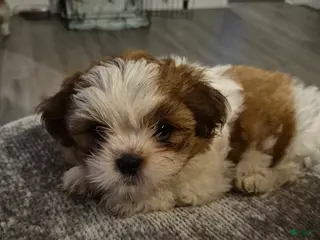 Shih Tzu dogs Shih Tzu Puppy 1 - Ad 41