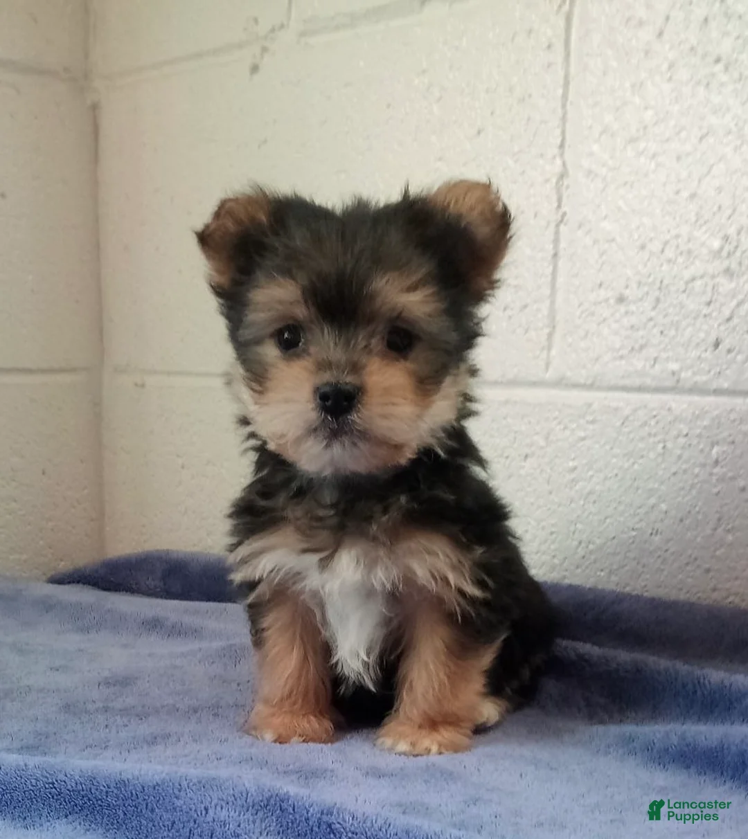 Morkie dogs for sale: Max - Ad 1
