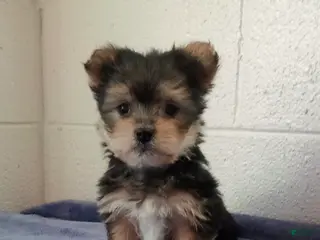 Morkie dogs Max - Ad 13