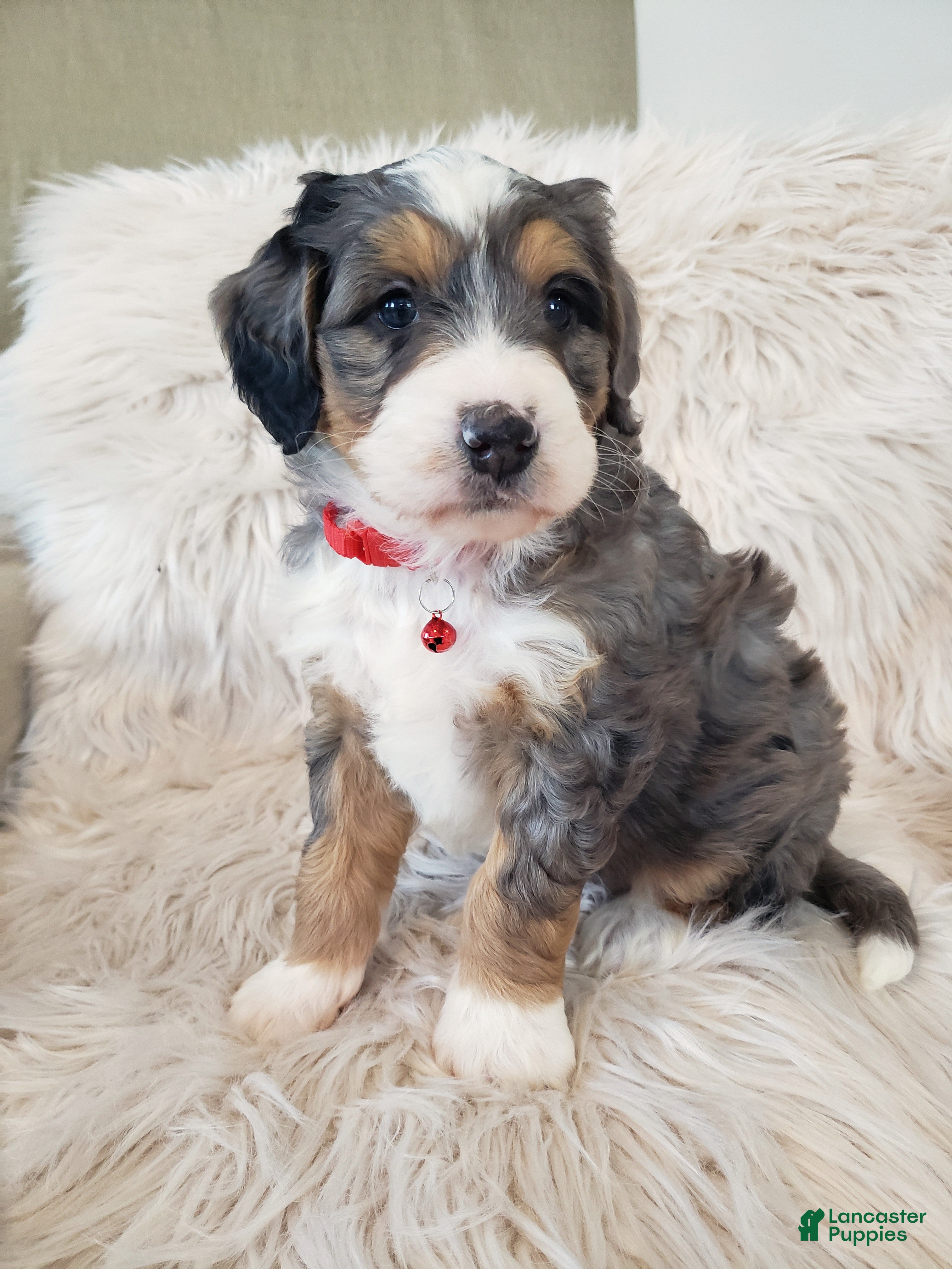 Mini Bernedoodle dogs Royal - Ad 29