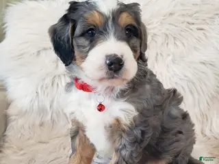 Mini Bernedoodle dogs Royal - Ad 3