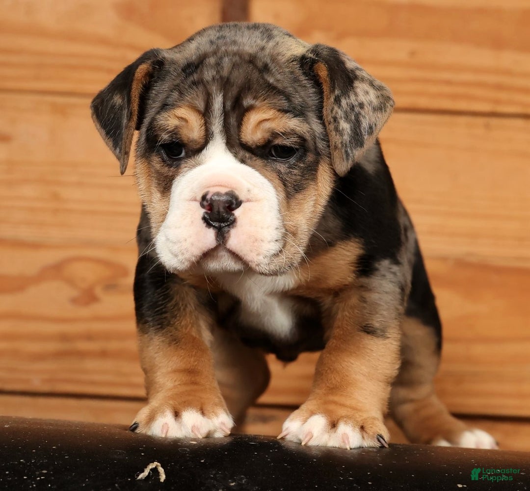 Beabull dogs for sale: Nick - Ad 1