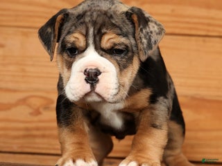 Beabull dogs Nick - Ad 1