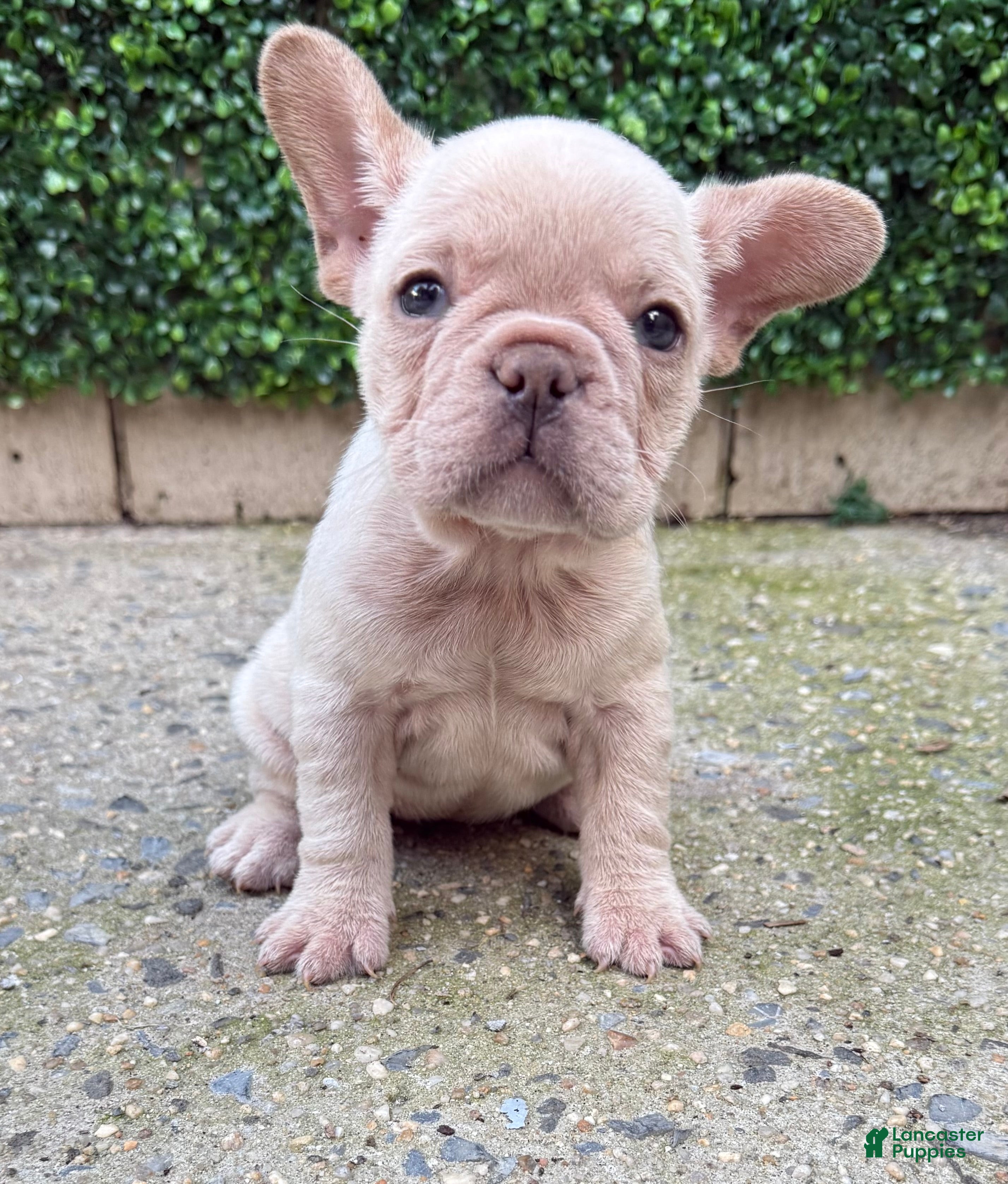 French Bulldog dogs Ella - Ad 1