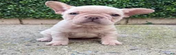 French Bulldog dogs for sale: Ella - Ad 1