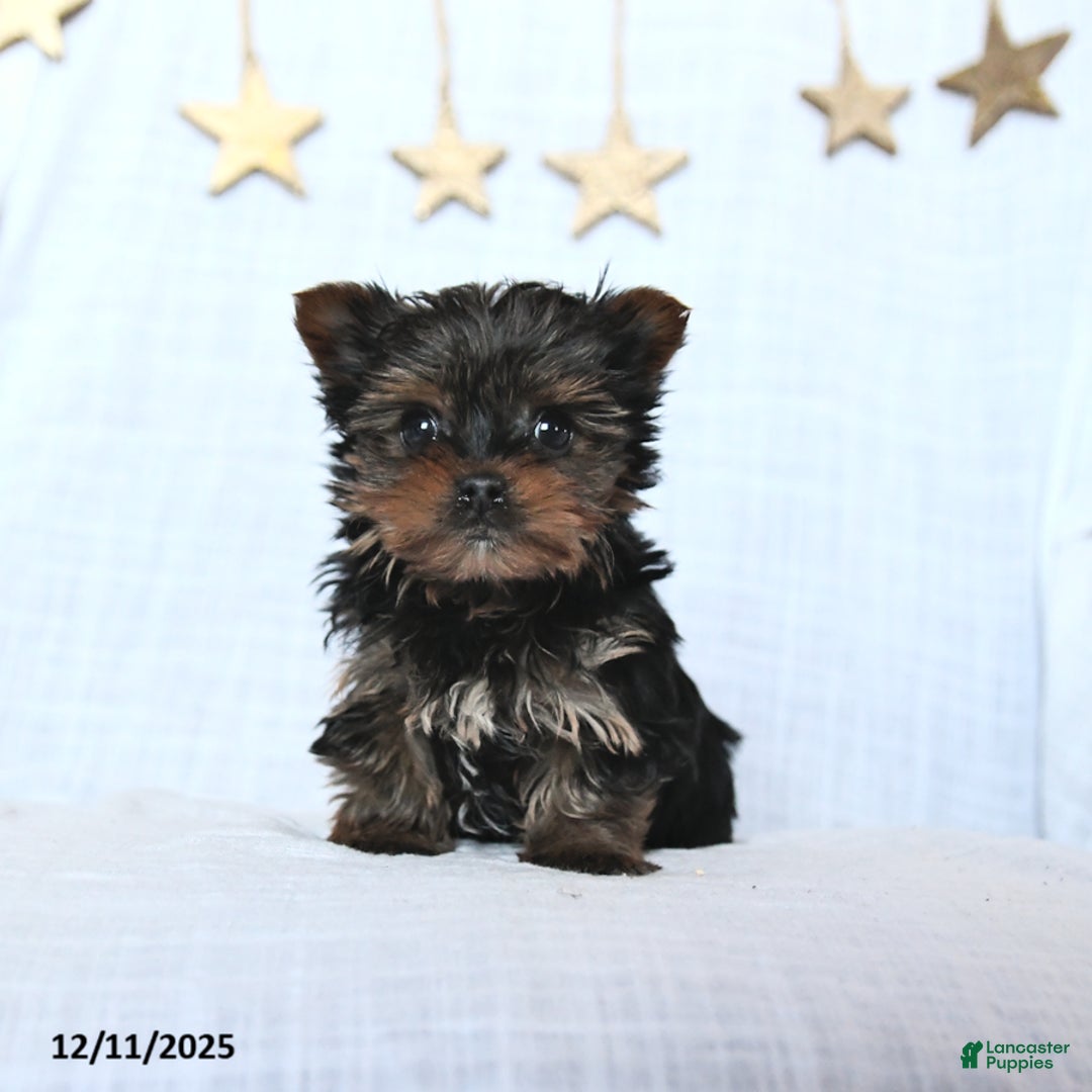 Yorkshire Terrier dogs for sale: Fudge - Ad 2
