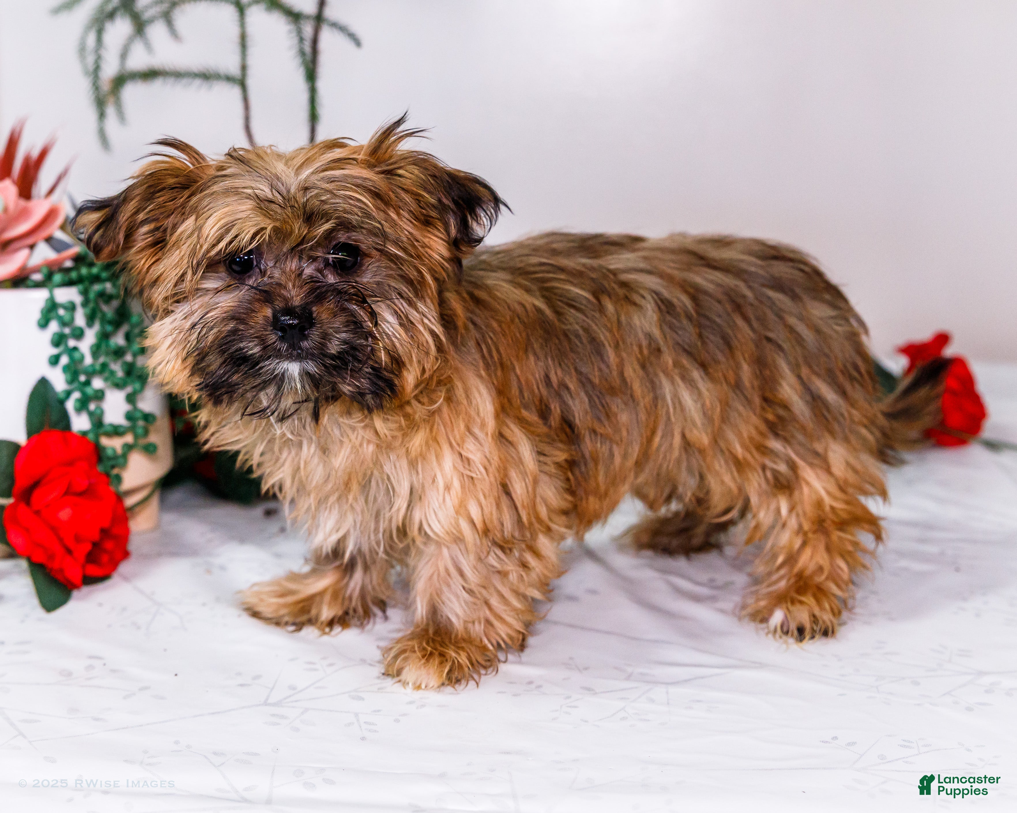 Shorkie dogs Lynette - Ad 8