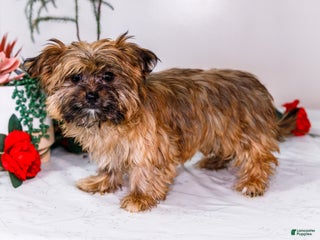Shorkie dogs Lynette - Ad 21