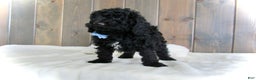 Mini Goldendoodle dogs for sale: Jordan - Ad 7