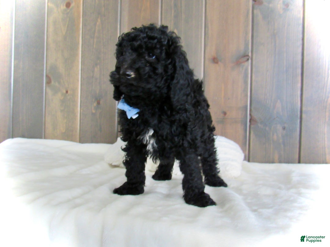 Mini Goldendoodle dogs for sale: Jordan - Ad 7