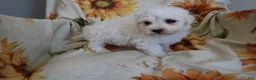 Bichon Frise dogs for sale: Buddy  - Ad 7