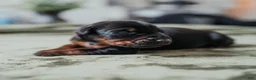 Doberman Pinscher dogs for sale: Obsidian Wildfire’s Ember - Ad 2