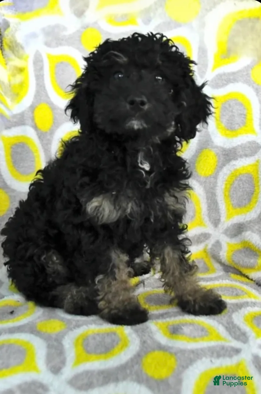 Mixed Breed dogs for sale: Vayda - Ad 2