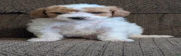 Miniature Poodle dogs for sale: Gyp - Ad 6
